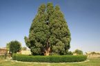 جوابیه اداره کل حفاظت محیط زیست استان یزد به شایعات مربوط به کهنسال ترین درخت ایران (سرو ابرکوه) جوابیه اداره کل حفاظت محیط زیست استان یزد به شایعات مربوط به کهنسال ترین درخت ایران (سرو ابرکوه)